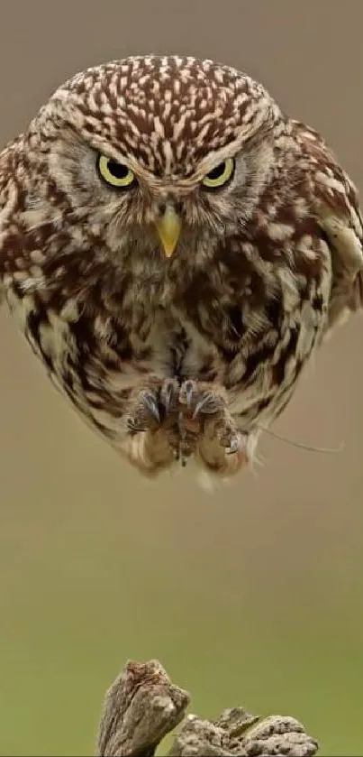 Owl in mid-flight over a tree branch, showcasing beautiful nature.