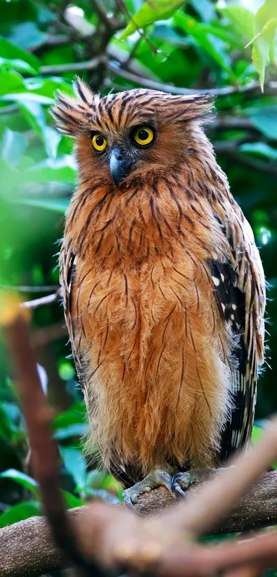 Owl perched on a tree branch in a vibrant green forest.