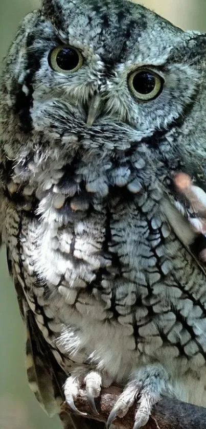 Gray owl perched in natural forest setting.