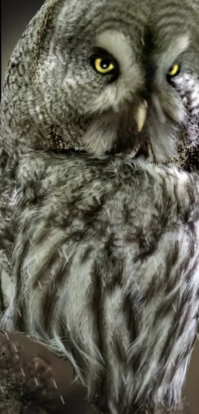 Majestic gray owl with yellow eyes on a natural background.