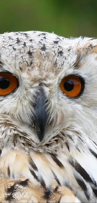 Close-up of majestic owl with orange eyes in nature backdrop.