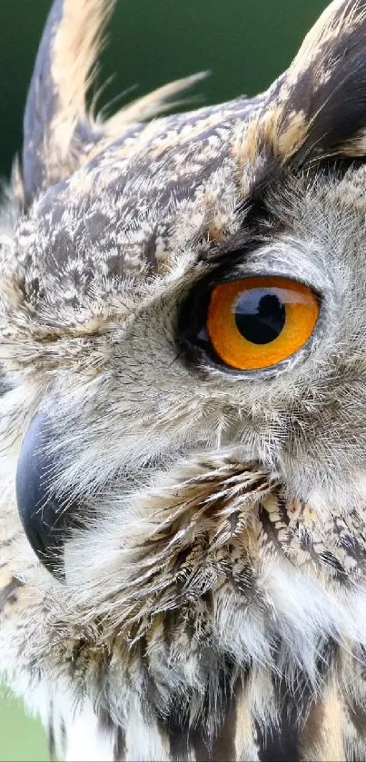 Majestic owl with vivid eyes on a blurred green background.
