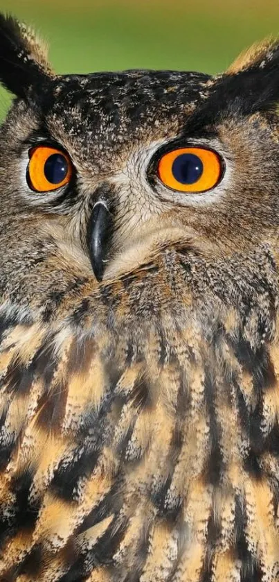 Close-up of a majestic owl with vibrant orange eyes, ideal for mobile wallpaper.