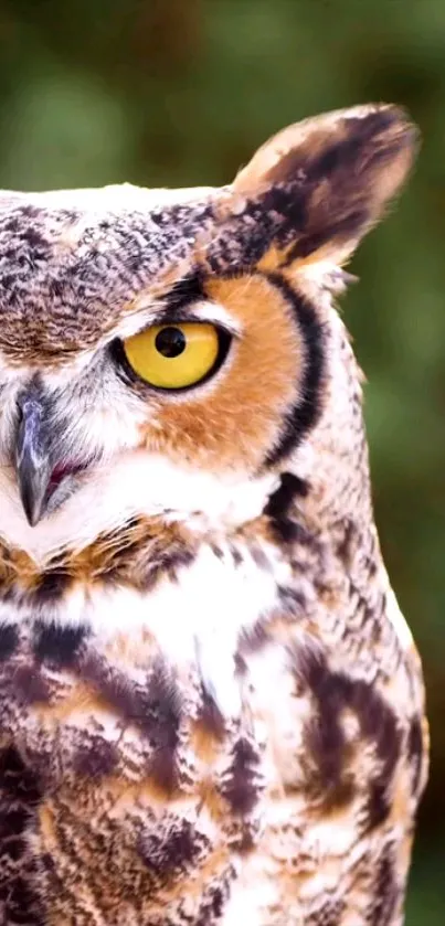 Close-up of a majestic owl against a natural green background.