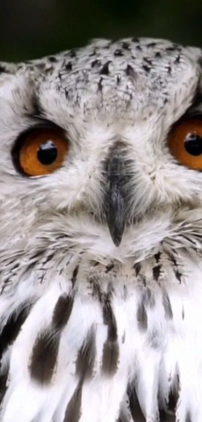 Close-up of a majestic owl with vivid orange eyes and gray textured feathers.