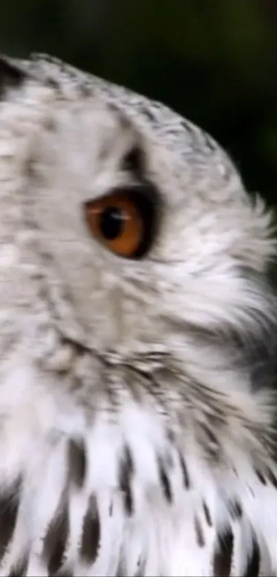 Majestic owl close-up mobile wallpaper with intricate feathers.