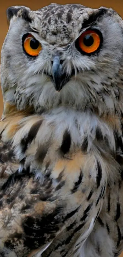 Close-up of a majestic owl with bright orange eyes on a brown background.