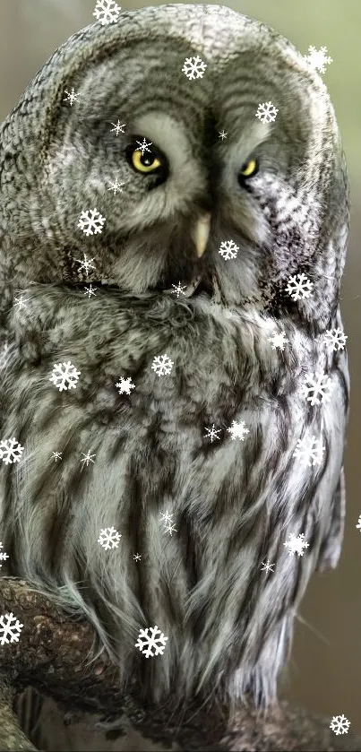 Majestic gray owl perched on a branch with soft background lighting.