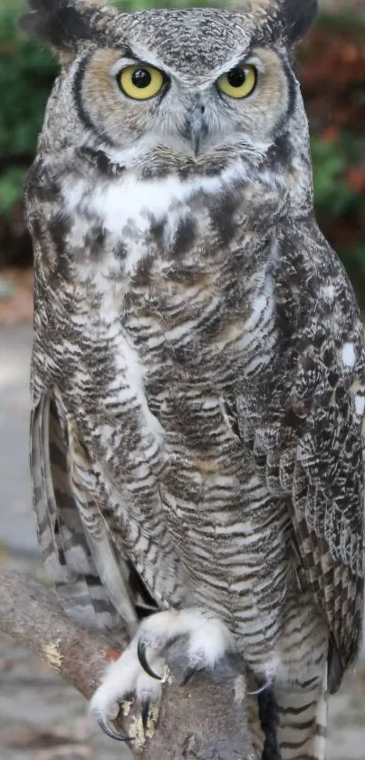 Great Horned Owl perched on a branch with striking yellow eyes.