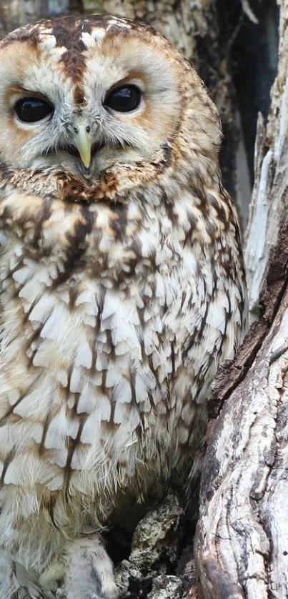 Beautiful owl perched on a tree trunk in a natural setting.