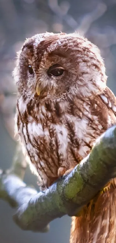 Majestic owl perched on a branch in a serene forest setting.