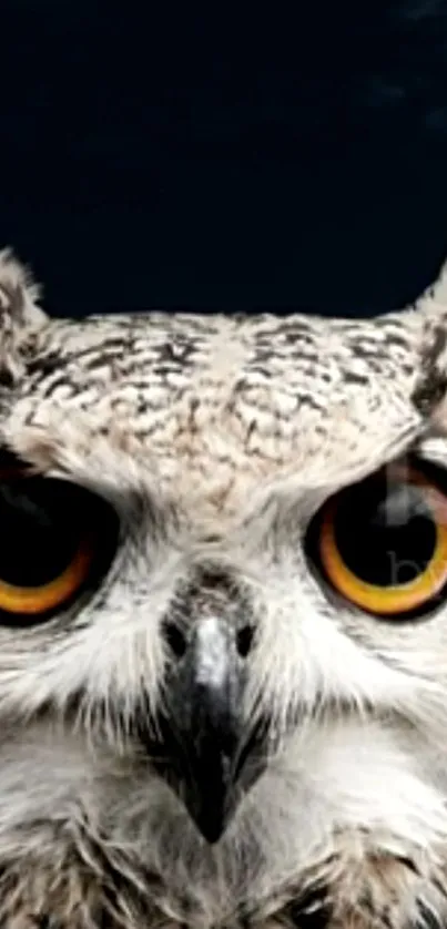 Close-up of a majestic owl with intense yellow eyes.