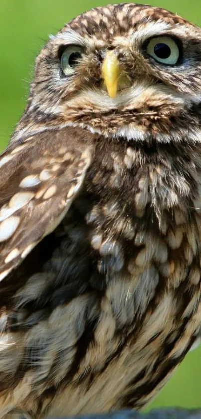 Majestic owl with green background wallpaper.