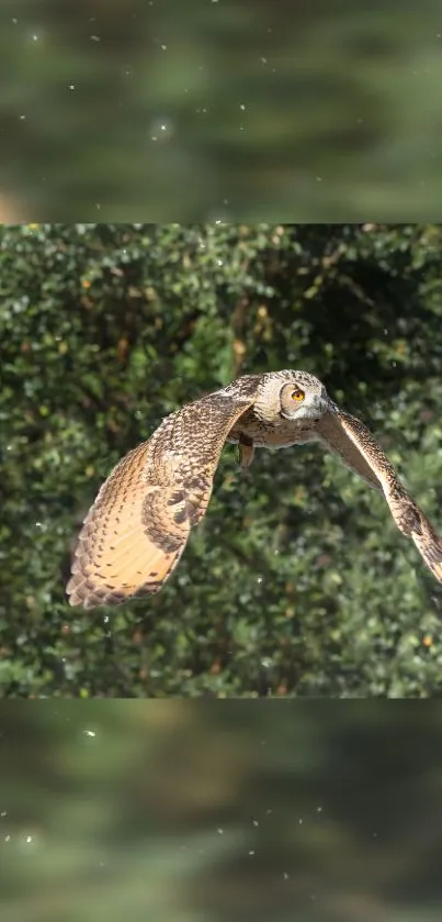 Owl soaring through a dense green forest, creating a serene natural wallpaper.