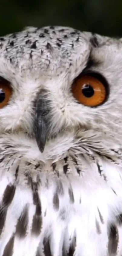 Close-up of a majestic owl with orange eyes and intricate feather details.