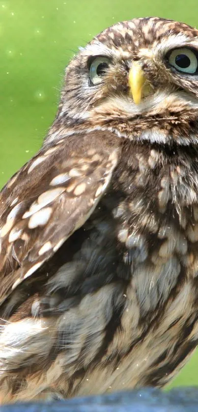 Majestic owl perched against a green forest backdrop.