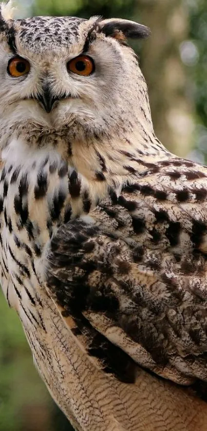 Close-up of a majestic owl against a natural forest backdrop.