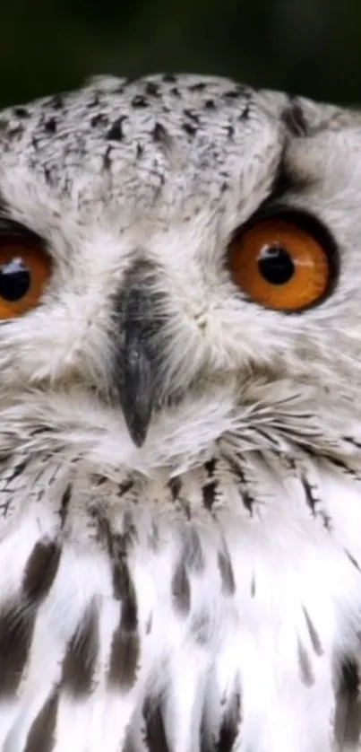 Close-up photo of a majestic owl with orange eyes and detailed feathers.