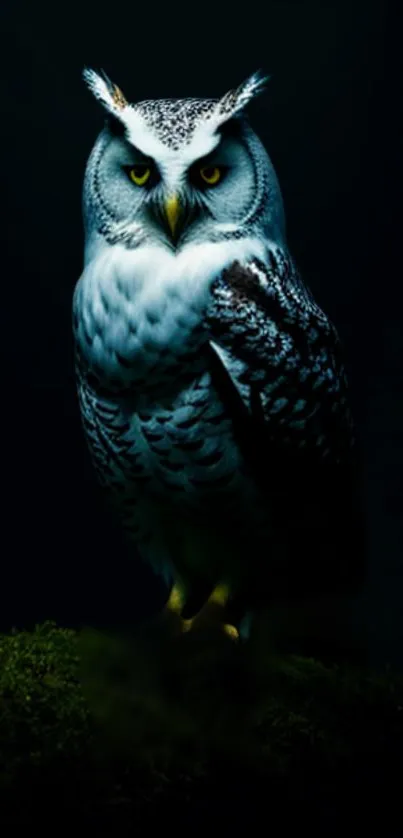 Majestic owl perched in a dark forest.