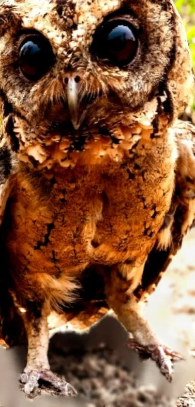 Close-up photo of a brown owl on a rustic background.