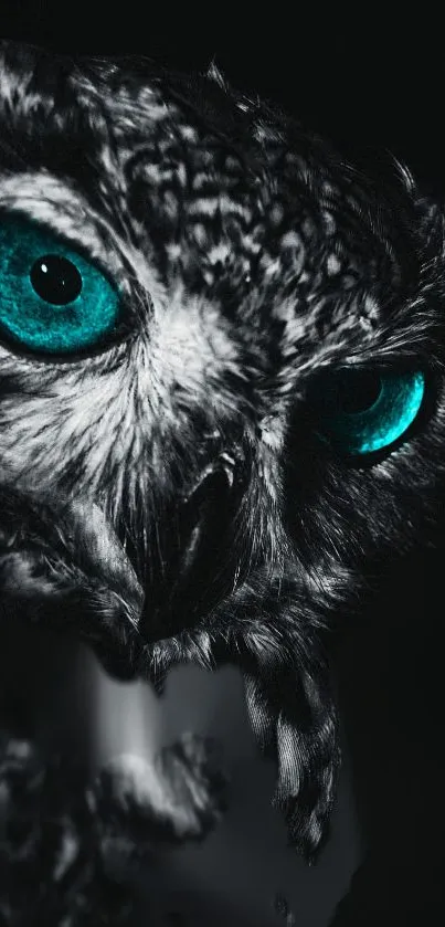 Black-and-white owl with striking turquoise eyes on a dark background.