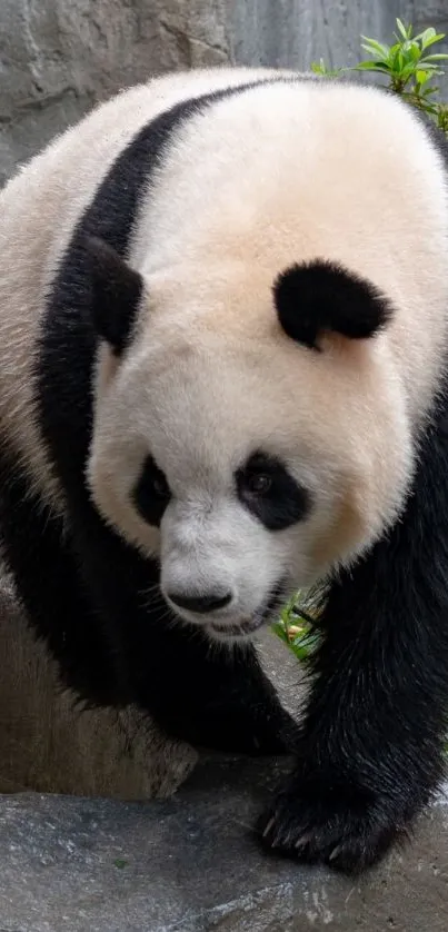 A giant panda walking over rocks in a natural habitat setting.