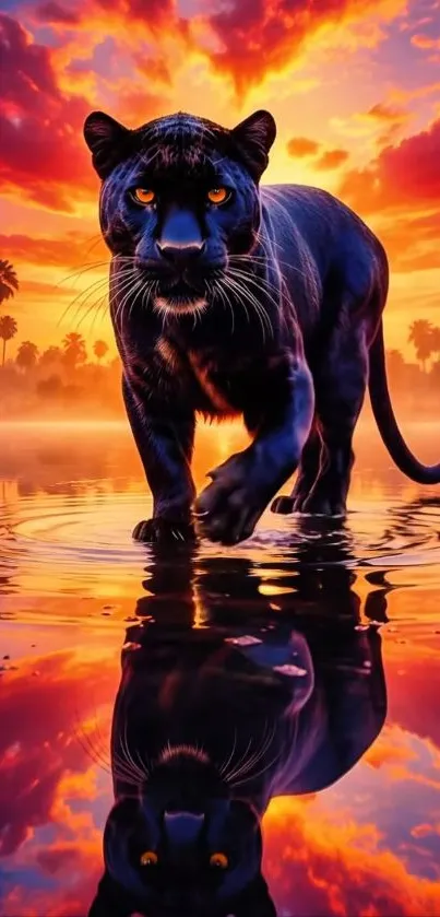 Panther walking through water at sunset reflection.