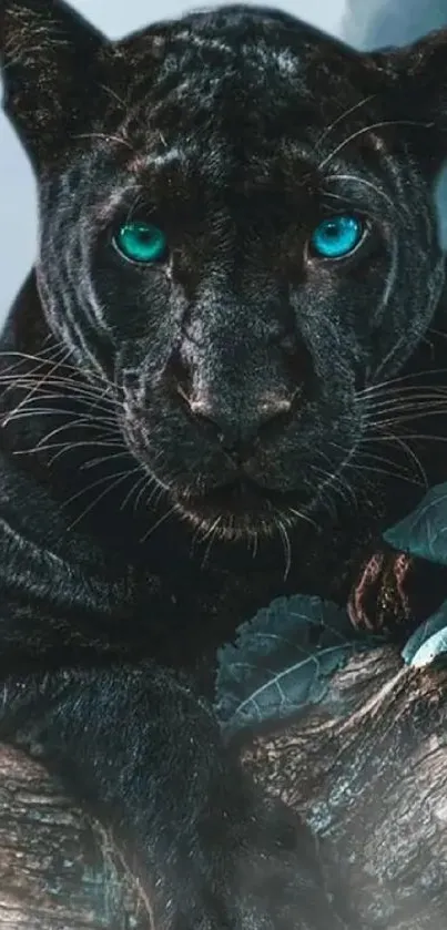 Black panther with blue eyes resting on a log in the jungle.