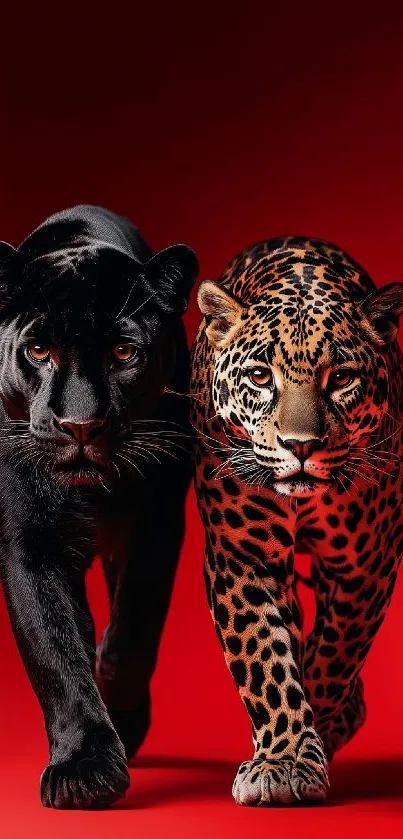 Black panther and leopard against red background.