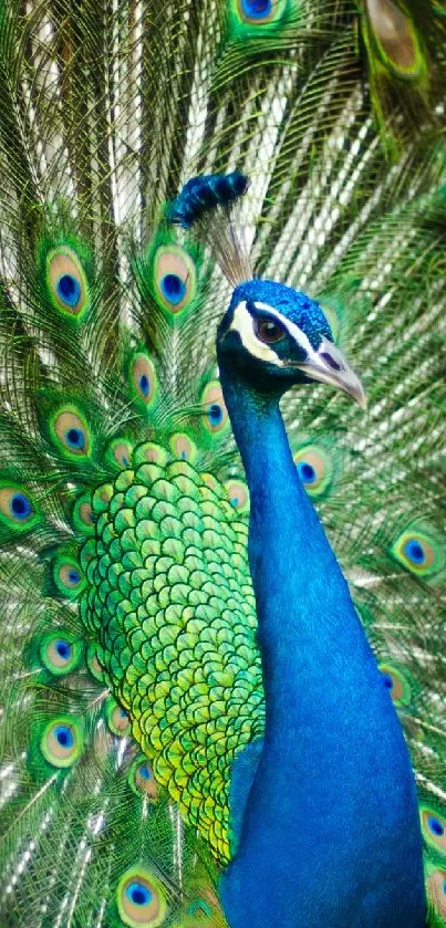 Vibrant peacock showcasing its colorful feathers.
