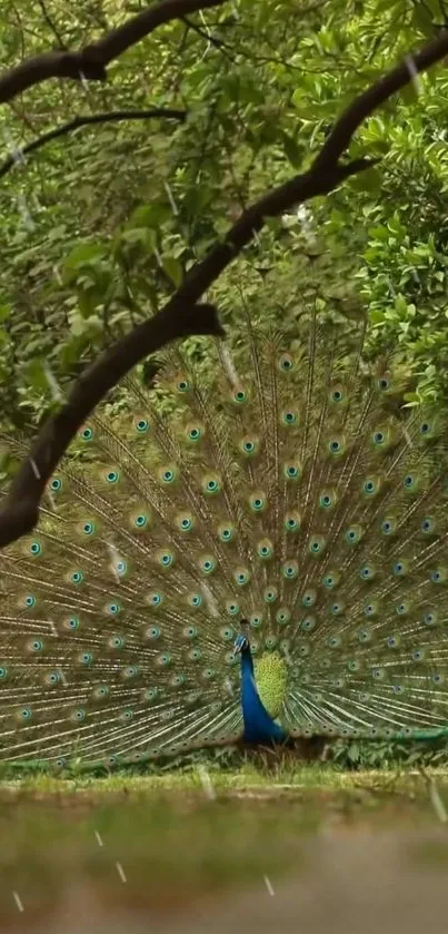 Majestic peacock displaying its vibrant feathers in a lush green forest.