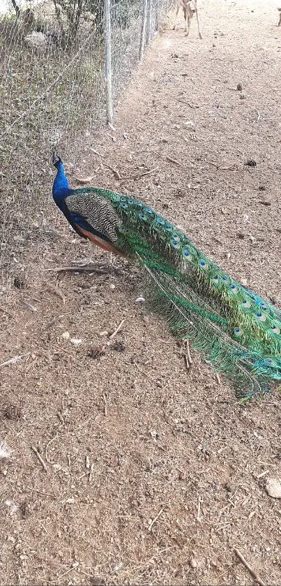 Majestic peacock showcasing vibrant feathers in a serene natural setting.