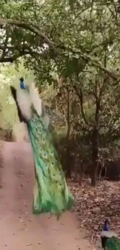 Majestic peacock on forest path, lush green scenery