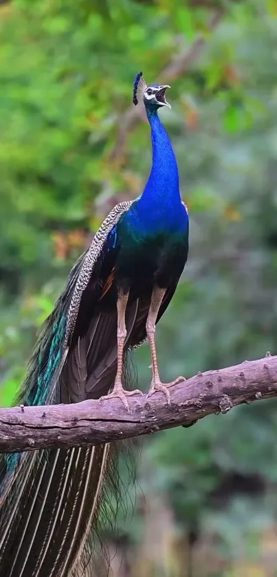 Majestic peacock perched on a tree branch in a lush green forest.