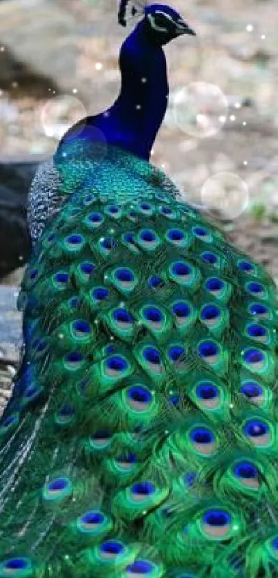 Majestic peacock displaying vibrant feathers.