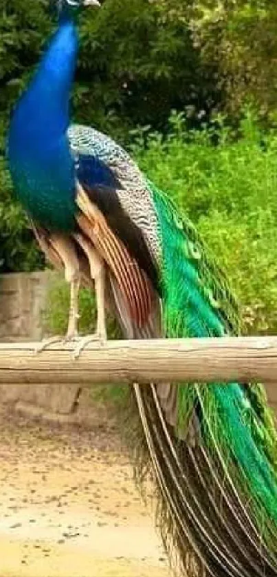 Majestic peacock perched with vibrant plumage in natural setting.