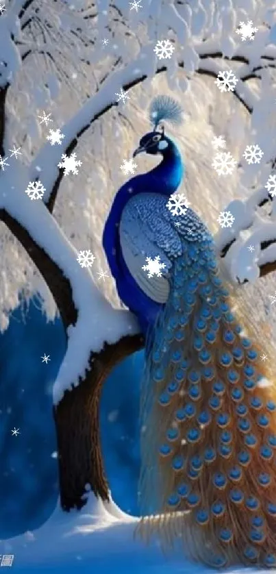 Majestic peacock perched on snowy tree.