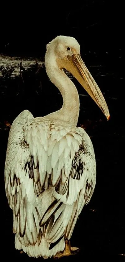 Majestic pelican in a natural setting, perfect for wallpaper.