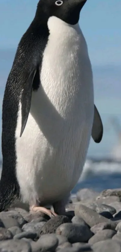 Majestic penguin standing on a rocky beach with clear blue sky.