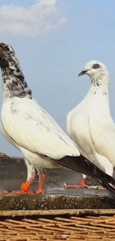 Two pigeons perched against a blue sky on a rooftop.