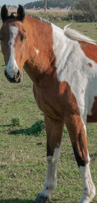 Majestic pinto horse standing in a green field under a clear sky.
