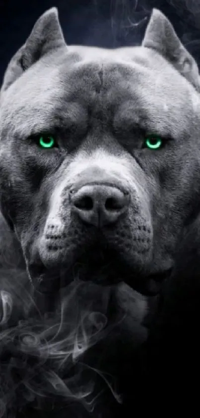 Pitbull with green eyes in a misty dark backdrop.