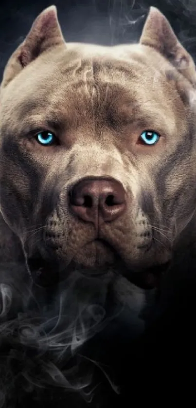 Majestic pitbull with intense blue eyes on a dark background.