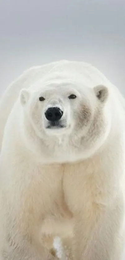 Majestic polar bear standing in snowy landscape.