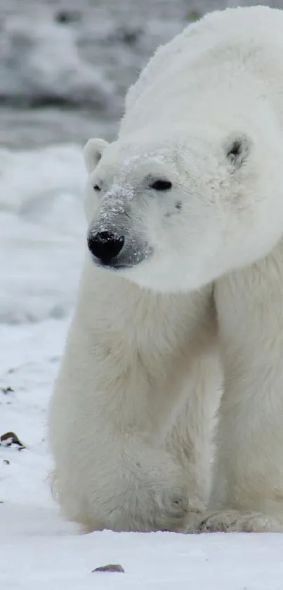 Polar bear walking across icy landscape in serene, majestic pose.