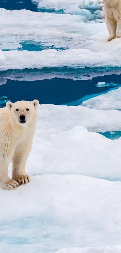 Polar bears standing on icy floes.