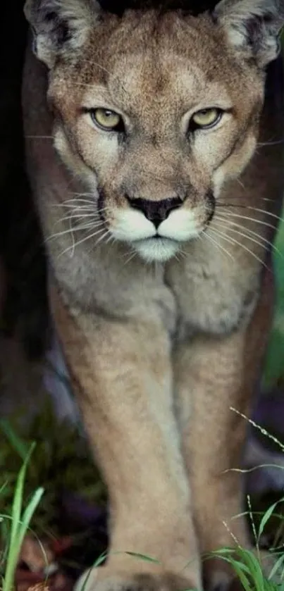 Puma gracefully prowling through lush greenery.