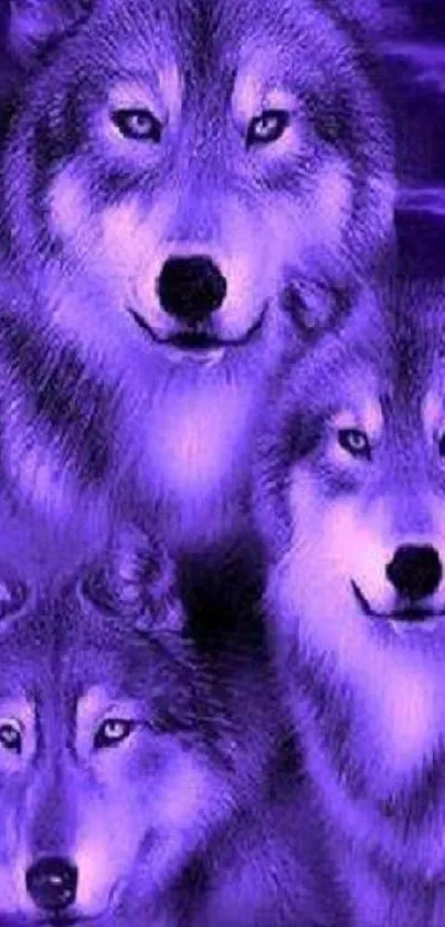 Purple-hued wallpaper featuring a majestic wolf trio.