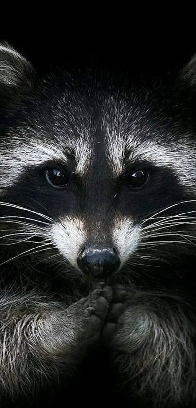 Expressive raccoon portrait with dark background for mobile wallpaper.