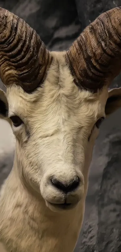 Close-up of a majestic ram with large curved horns in nature.